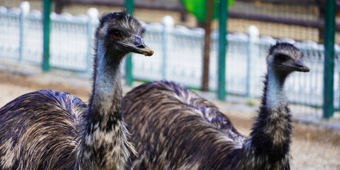 Keçiören Belediyesi Doğal Yaşam Parkı binlerce ziyaretçiyi misafir etti