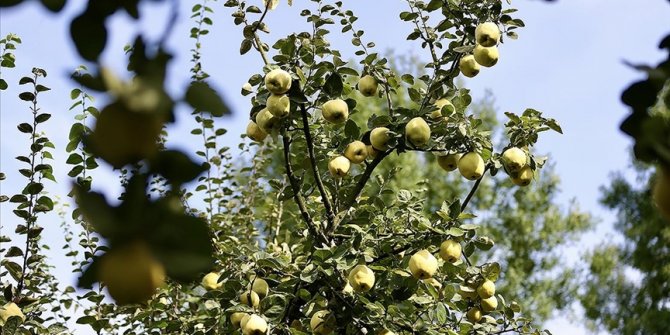 Lezzeti sınırları aşan Eşme ayvasında 4 bin ton rekolte bekleniyor