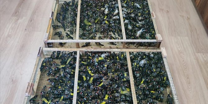 Çobanbey Gümrük Kapısı'nda 900 saka kuşu ele geçirildi