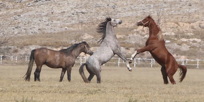 Şampiyon atların elit tayları 'yeni rekor umuduyla' satışa sunulacak