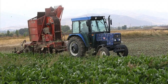 Muş'ta bu yıl 40 bin 500 ton şeker üretimi hedefleniyor