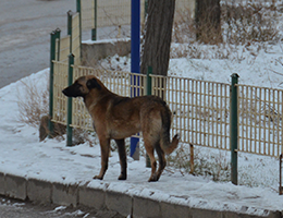 Mamak’ta köpek dehşeti