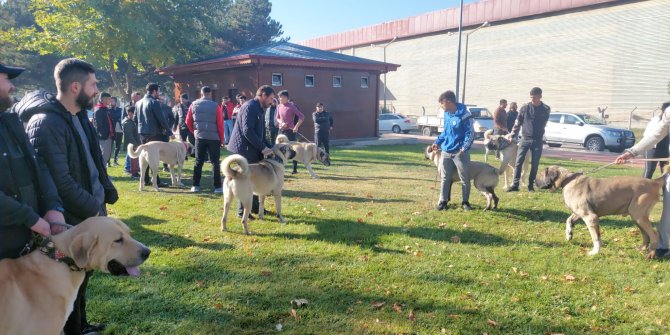 Çorum’da Türk çoban köpeği ırkları birincilik için yarıştı