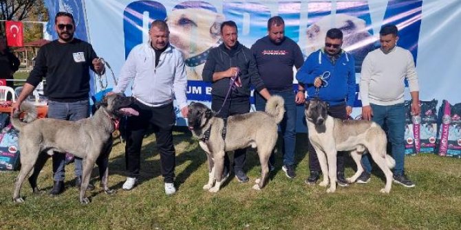 Çorum’da Türk çoban köpeği ırkları birincilik için yarıştı