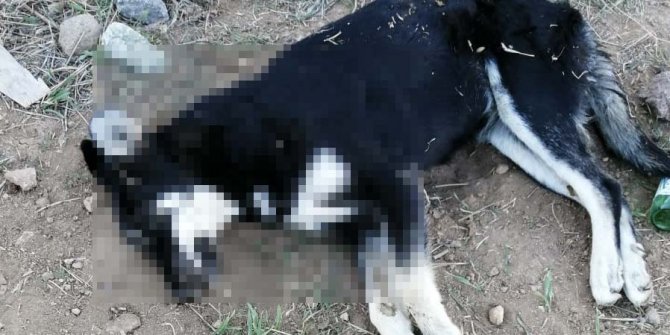 Ankara'da aynı yerde 5 köpek daha ölü bulundu