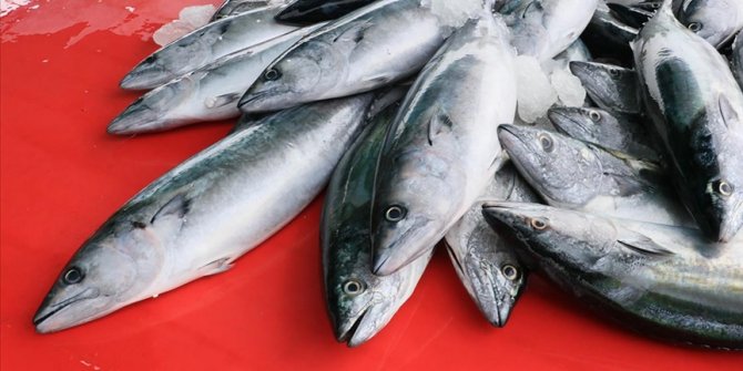 Ankara Palamut Festivali ne zaman?