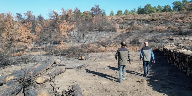 Soma'da yanan ormanlar için 100 bin fidan dikilecek