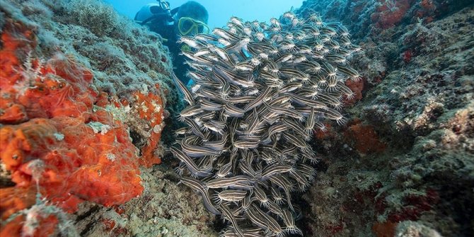 Doğu Akdeniz'de popülasyonu artan çizgili kedi balıkları su altı kamerasında