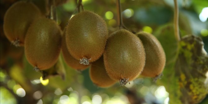 Tescilli Ordu kivisinde hasat zamanı