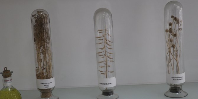 Endemik bitki türleri için doku ve DNA bankası