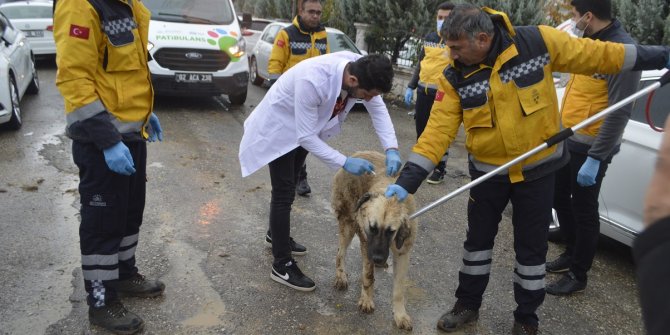 Adıyaman'da iki mahallede kuduz karantinası