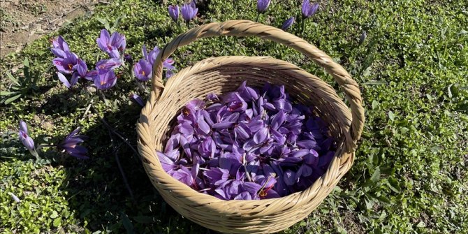 Milli bitki safranda "üretim" hedefine ulaşıldı