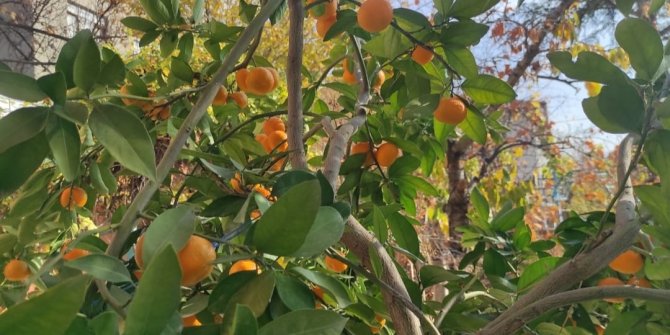 Nallıhan’a bağlı Karaköy Mahallesinde mandalina yetiştirildi