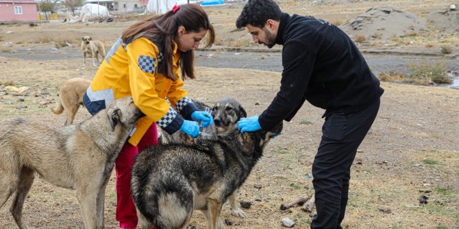 Van'da 5 bin sokak köpeğine kuduz aşısı