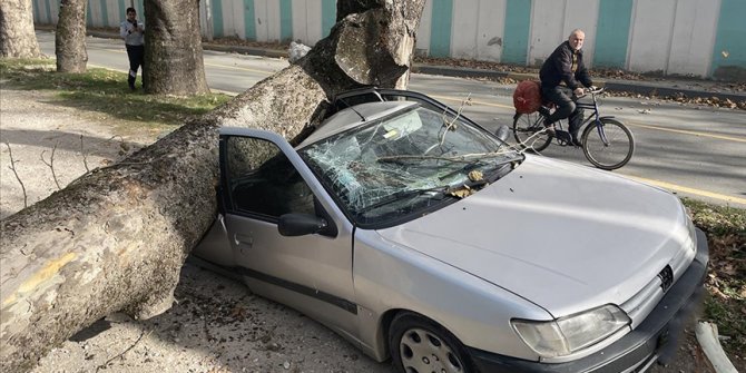 Sakarya'da şiddetli lodosta devrilen ağaç otomobillere zarar verdi