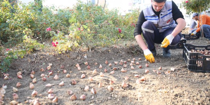 Sincan’da Lale ve Sümbül Soğanları toprakla buluştu