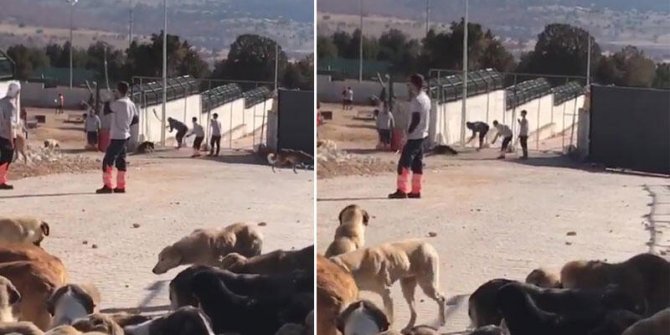 Bakanlık: Konya hayvan bakımevindeki köpeklere muayene yapılacak