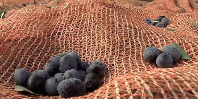 Bilecik'teki zeytinliklerde hasat devam ediyor