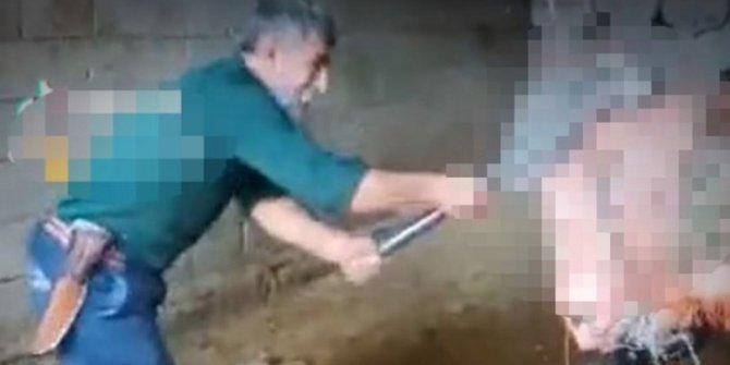 Mardin'de boğayı balyozla öldüren cani tutuklandı