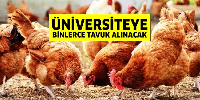 AÜ Ziraat Fakültesi binlerce tavuk satın alacak