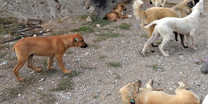 Mamak’ta başıboş köpeklerin saldırdığı iki çocuk yaralandı