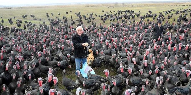 Yılbaşı yaklaştı, hindi sektörü hareketlendi: Kilosu 100 TL