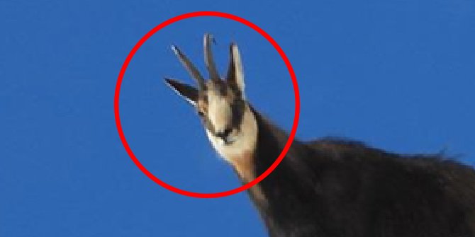 Munzur Dağı'nda çengel boynuzlu dağ keçileri görüntülendi