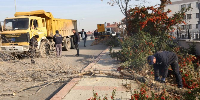 Yenimahalle'de ağaçlara kış bakımı kapsamında budama yapıldı