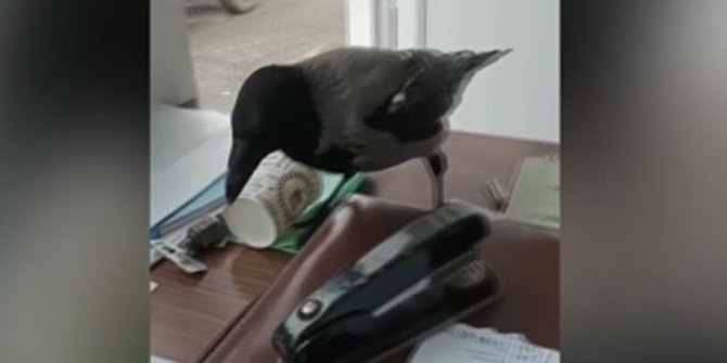 Filyos'un maskotu karganın anahtar hırsızlığı cep telefonuyla görüntülendi