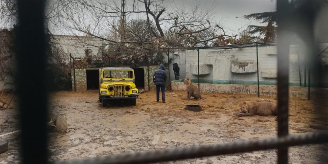 Gölbaşı'nda hayvanat bahçesinden aslan kaçtı
