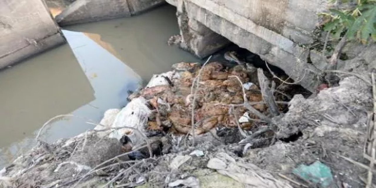 Dere yatağında eşek başı ve kemikleri bulundu