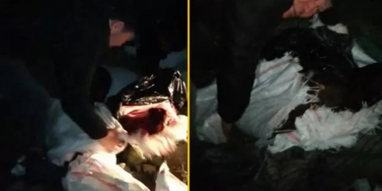 At keserken yakalandılar