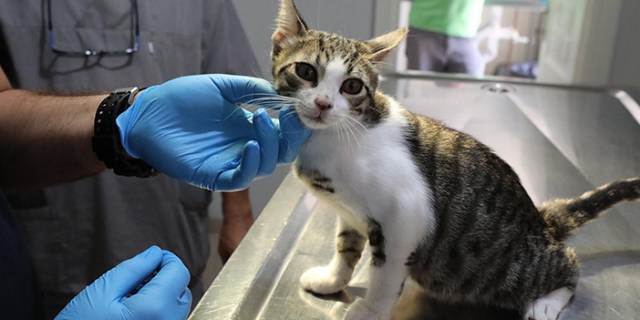 İnsanlar hayvanların doğal yaşam alanlarını kısıtlıyor mu?