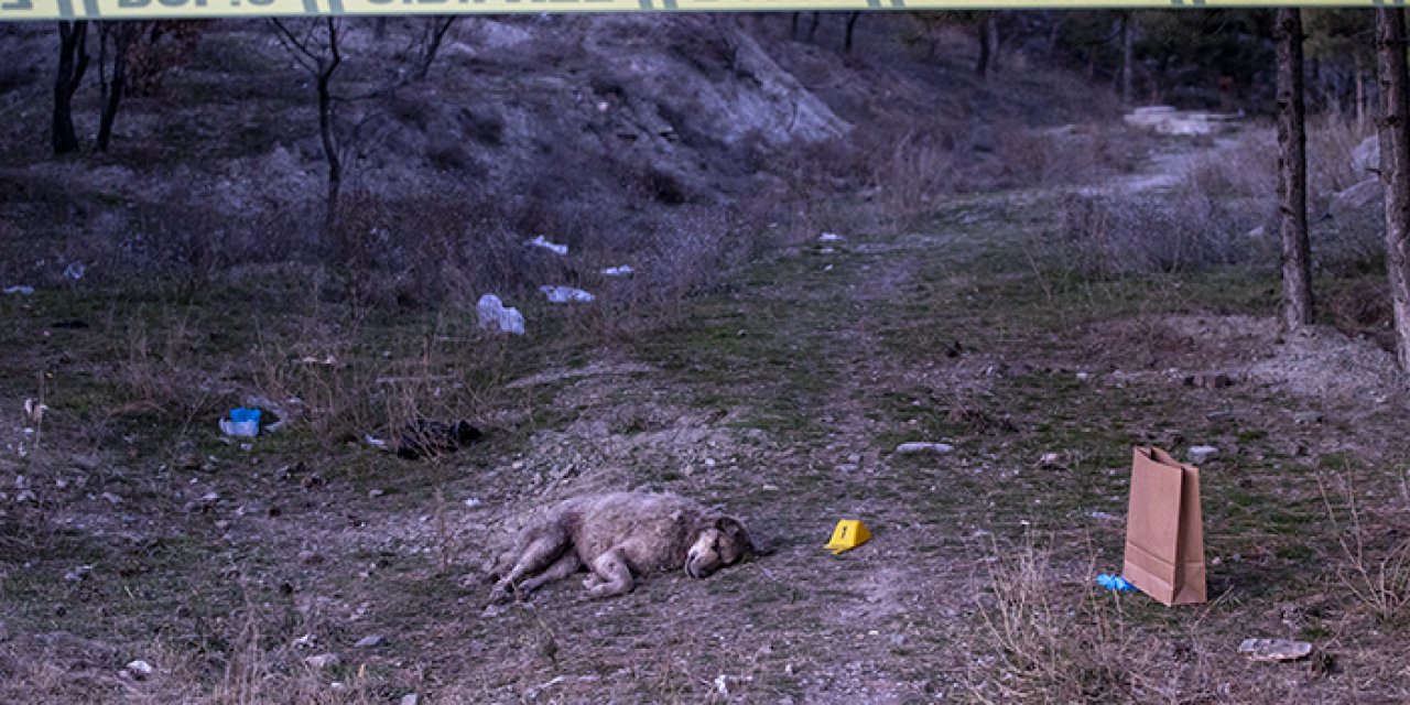 Çankaya’da boş arazide 4 köpek ölüsü bulundu