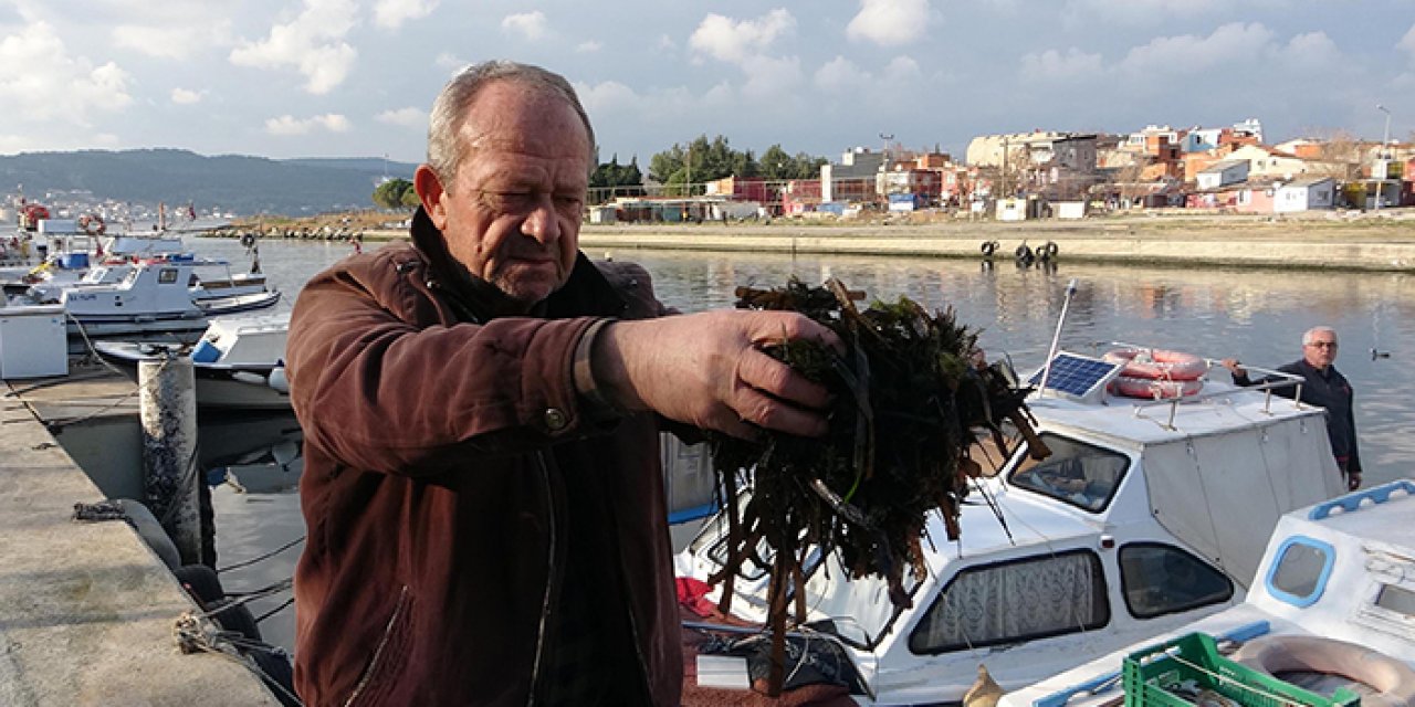 Balıkçıların ölü yosun çilesi