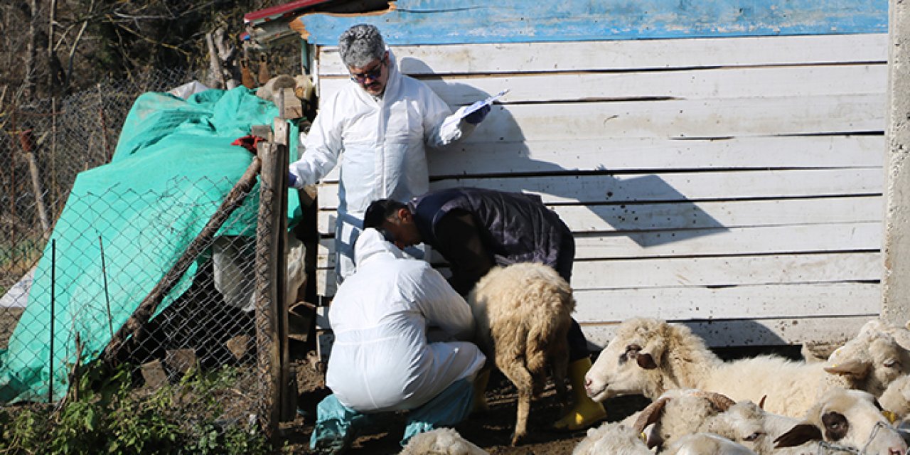 Hayvanlarda hastalık bulunması sonucu 50 köy karantinada