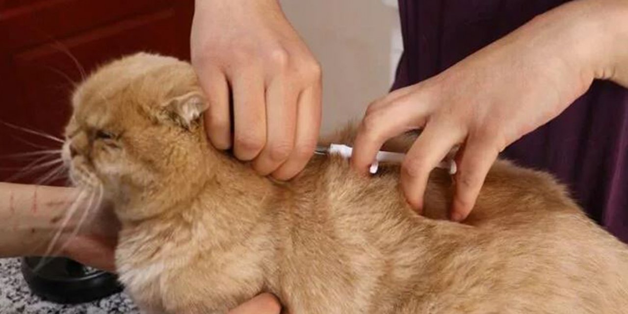 100 bin kedi 50 bin köpek çiplendi