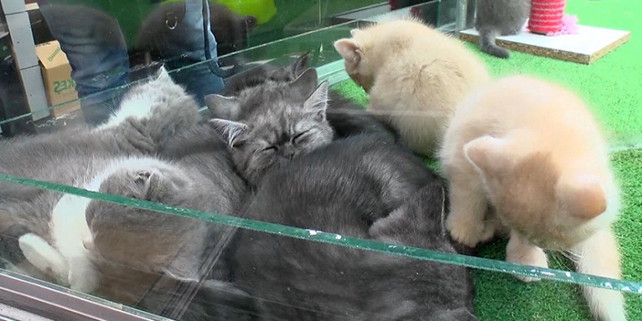 Başkentte kaçak evcil hayvan satışları denetlendi