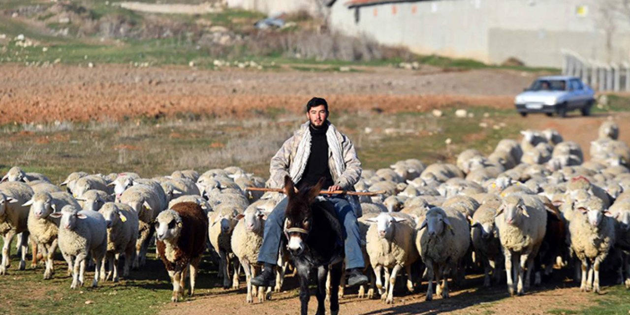 ABB’den “koyunculuk eğitimi”