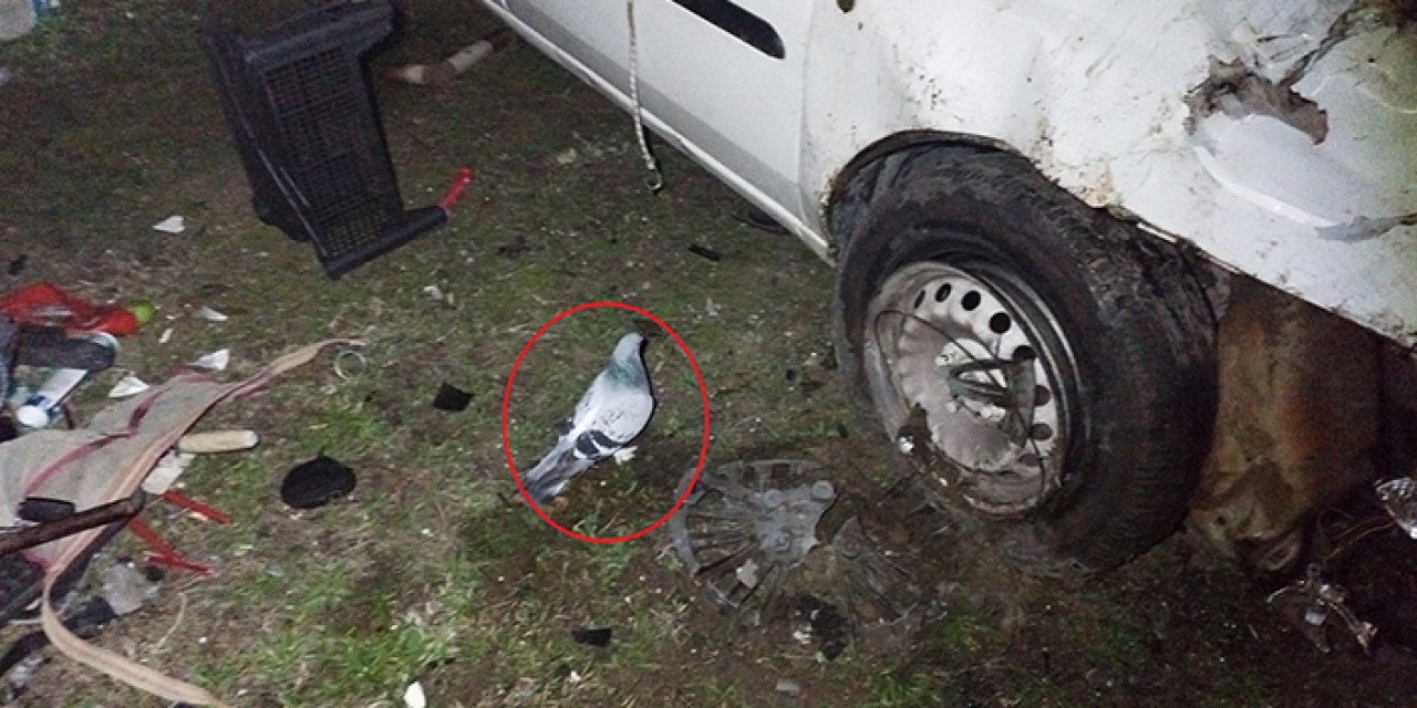 Sahibi kaza yaptı; güvercin başından ayrılmadı