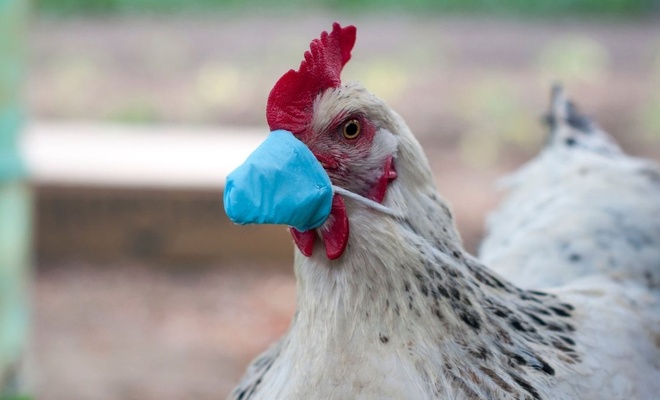 Kabus geri döndü: Japonya'da kuş gribinden 10 milyon tavuk itlaf edildi