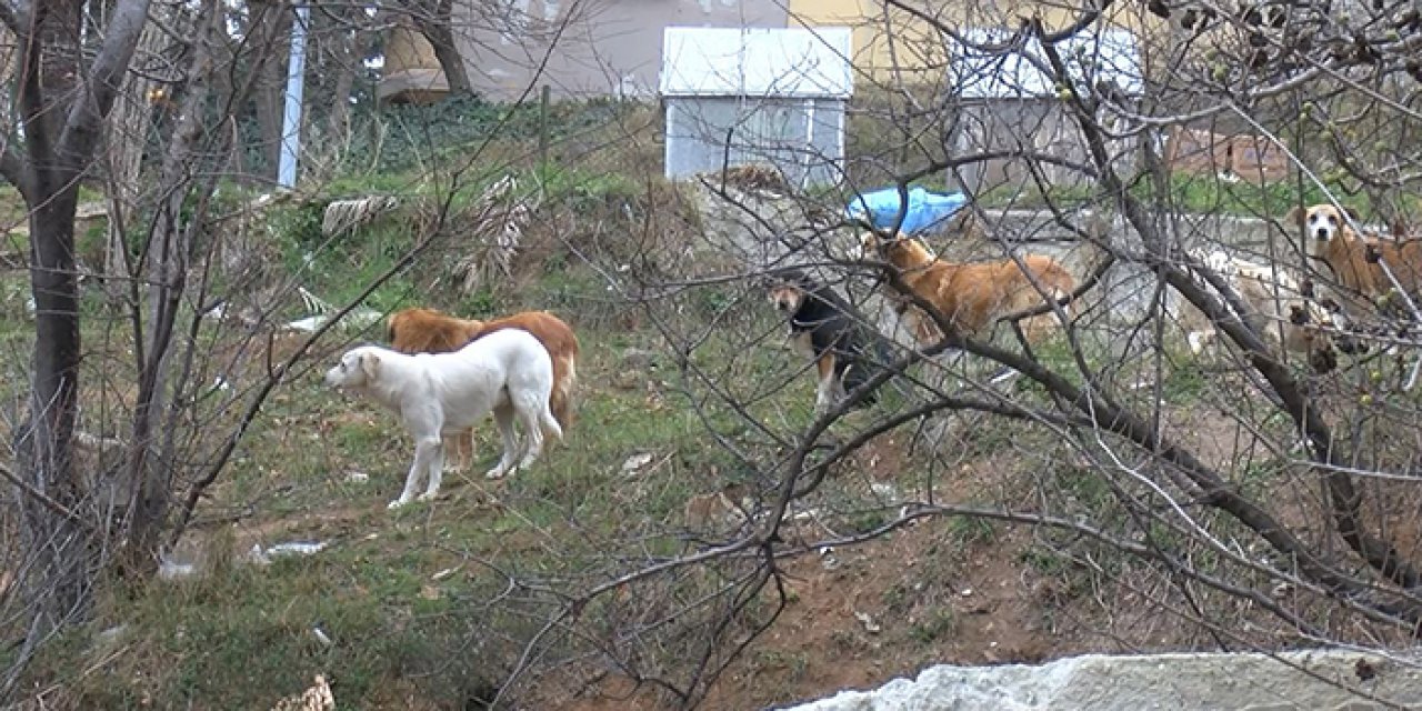 İstanbul’da okula giden bir çocuğa sokak köpekleri saldırdı