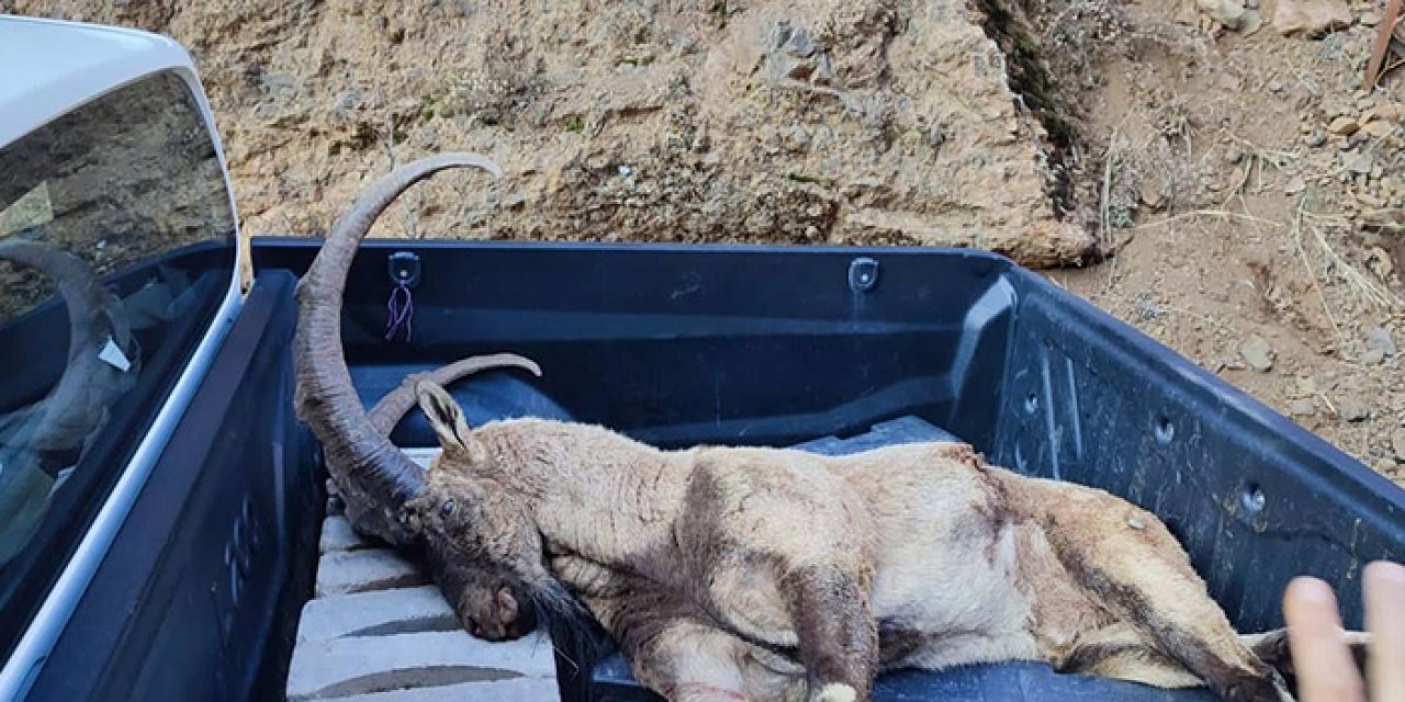 Cezası 250 bin TL olan keçiyi kaçak avcılar vurarak öldürdü