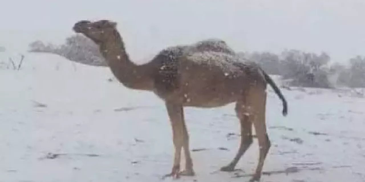 Çöl bölgesine kar yağdı!