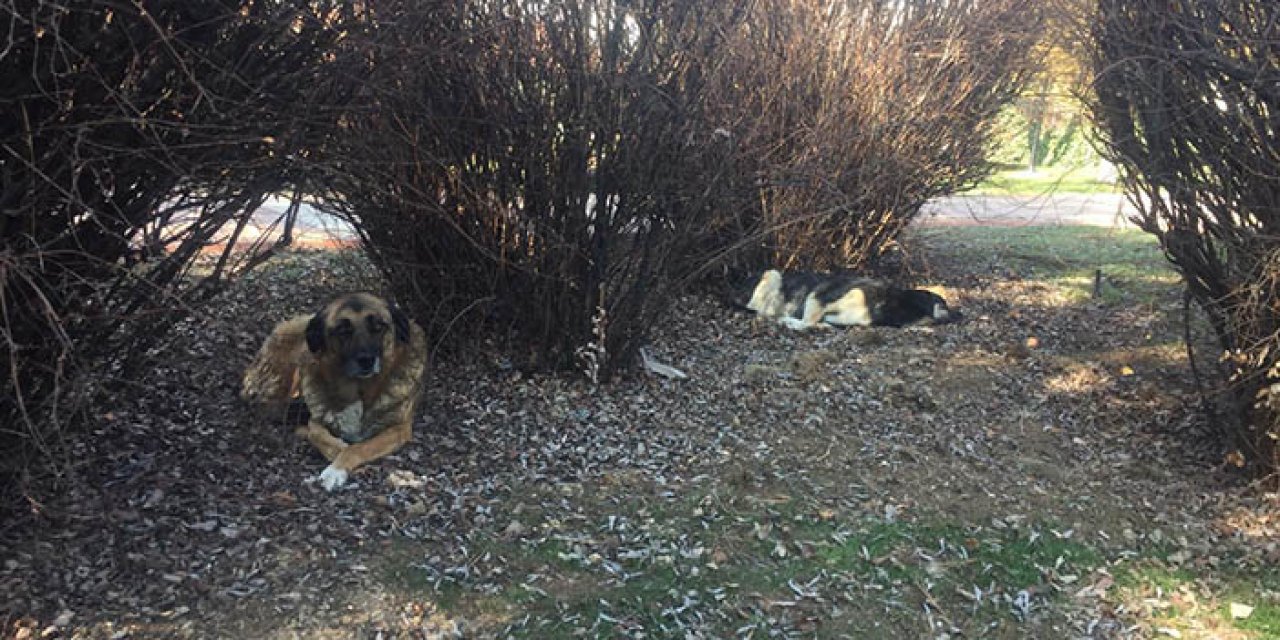 Hayvanseverler kir pas içindeki köpek kulübelerinin kaldırılmasına da itiraz etti