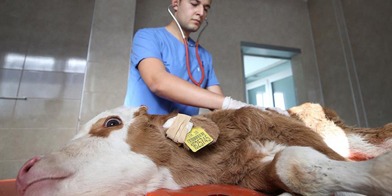 Nevşehir'de yapılan sağlık taramasında büyükbaş hayvanlarda şap hastalığı belirlendi