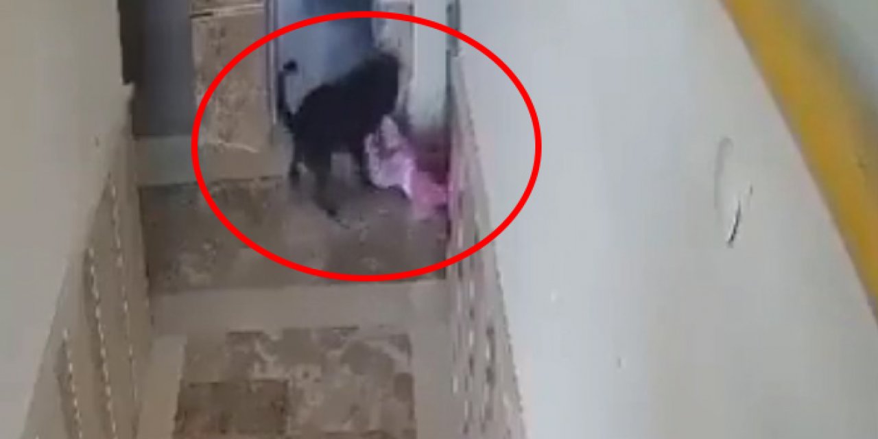 Cizre Dirsekli Toki’de çocuğa köpek saldırısı kameraya yansıdı