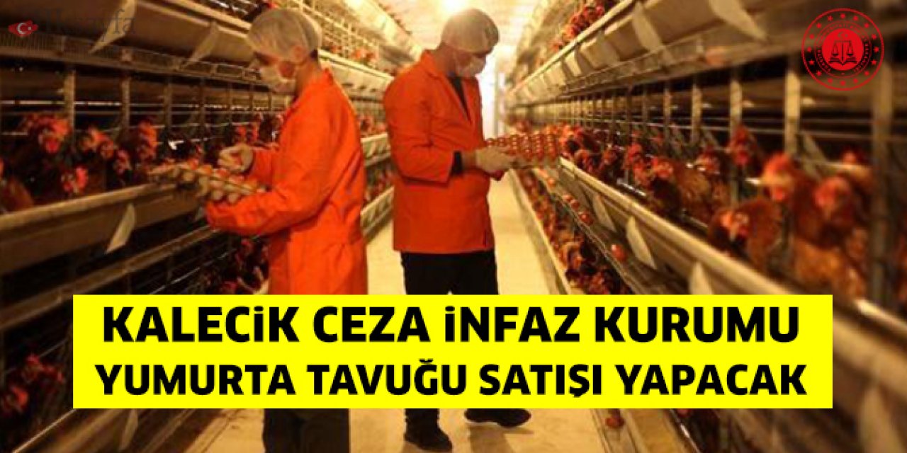 Kalecik Açık Ceza İnfaz Kurumu yumurta tavuğu satışı yapacak