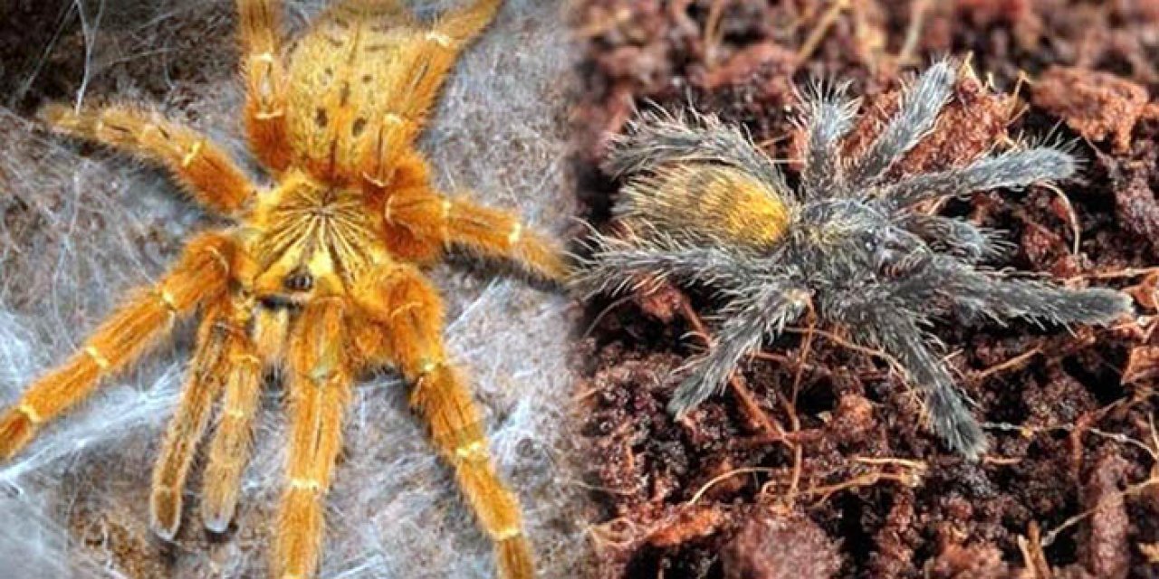 İnternet üzerinden tarantula satıyorlar