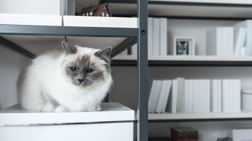 Kediler depremi önceden hisseder mi?